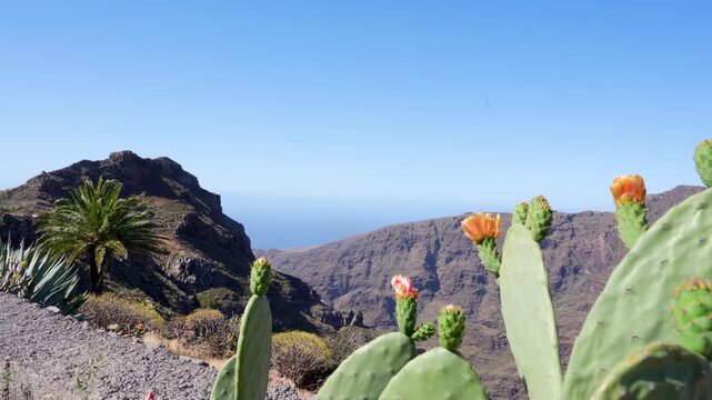 Blooming cactus plants in a dry mountainous landscape under a clear blue sky. Desert-style vegetation with prickly pear cactus and palm trees in a sunny, arid environment.