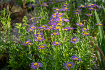 group of purple magnificient fleabane flowers in rockery