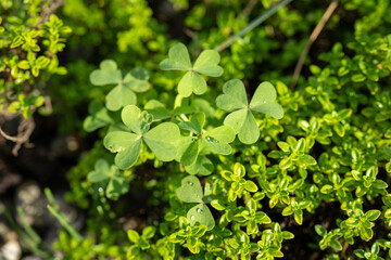detail of clover plant with little raindrop