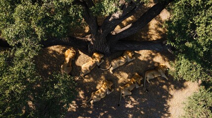 Obraz premium Top view of a lion pride resting under a large acacia tree, with scattered leaves and shade