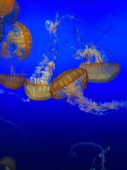Floating jellyfish