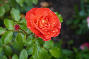 red rose