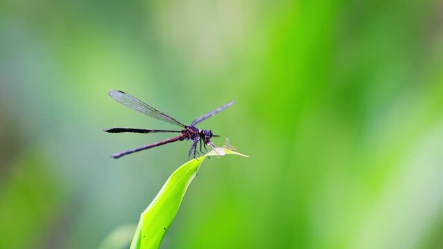 Gossamerwings eating an insect view from side wide shot