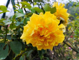 Rosa 'Sun Flare' flowers bloom and are yellow. Rosa 'Sun Flare' flowers blooming in the flower garden