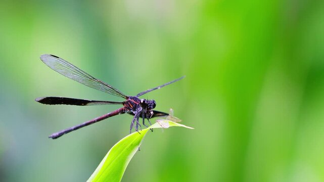 Gossamer wings eating an insect view from the side close up