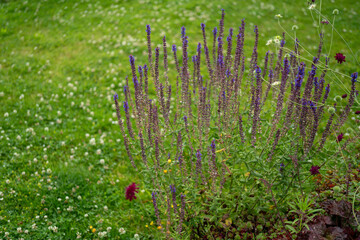minimalist image of a purple sage plant