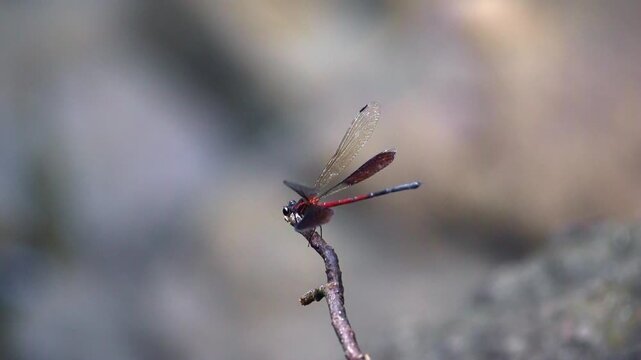 Gossamer wings flying on a branch.