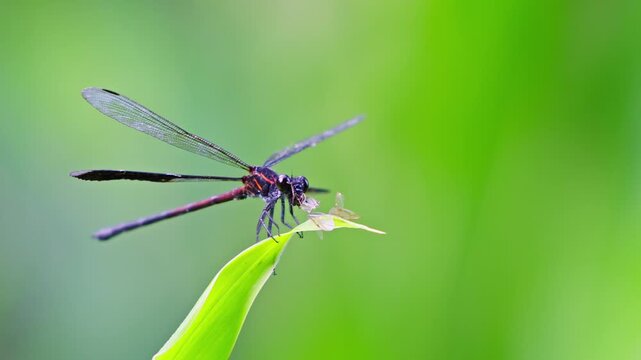 Gossamer wings eating an insect view from the side