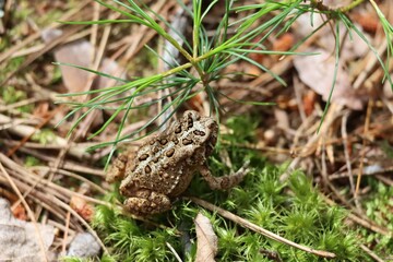 An image of a Canadian Toad sunning itself on some moss along the shores of Lake Superior.