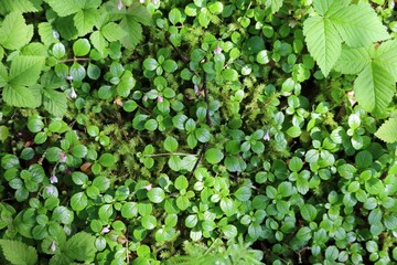 An image of Longtube Twinflower (Linnaea borealis) growing amongst the Sphagnum Moss.