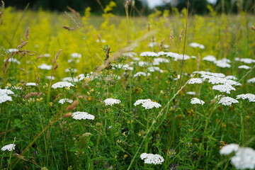 white yarrow flowers on wild meadow  (Achillea millefolium) © Olivia Neuhaus