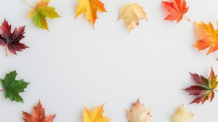 Maple leaves in various autumn colors