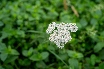 detail of white yarrow flower  (Achillea millefolium) © Olivia Neuhaus