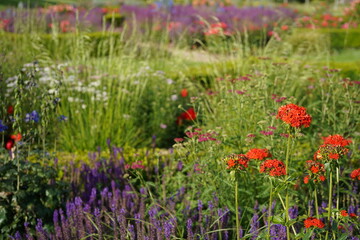 image of a red burning love flower (silene chalcedonia) in park surrounding