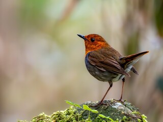 森の暗いササ薮の奥でエサを探しているコマドリの雄