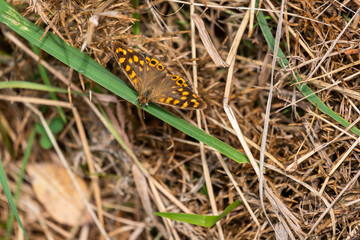 butterfly on a leaf