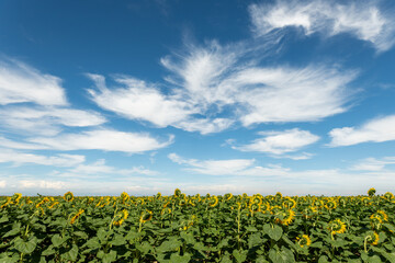 unflowers in Xinjiang Sunshine