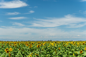 Sunflowers in Xinjiang Sunshine