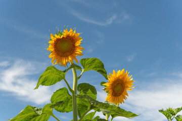 Sunflowers in Xinjiang Sunshine