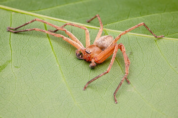 Huntsman Spider, long legs, green leaf