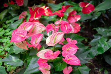 Many pink anthurium flowers blooming in the green nature garden.