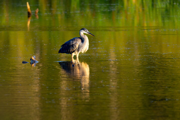 Long-legged great blue heron wading in the Leon-Provancher Marsh during a summer morning, Neuville, Quebec, Canada