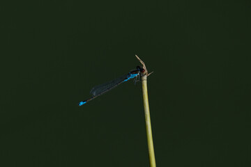 Blue damselfly on a twig on a dark green background