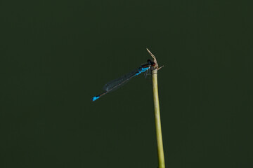 Blue damselfly on a twig on a dark green background