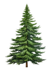 PNG Rocky mountain douglas-fir tree plant pine white background.