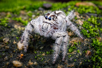Hyllus jumping spider crawling on the green moss, Selective focus