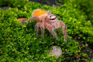 Phidippus, jumping spider, Orange, green Moss, selective focus