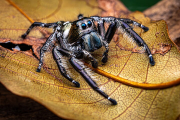 Black Hylus Jumping Spider on dry leaf