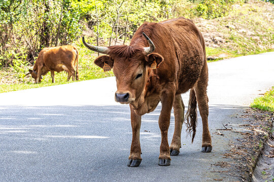 The Cachena cow in Nationalpark Peneda-Geres in North Portugal, a traditional Portuguese mountain cattle