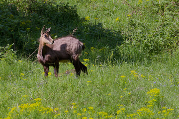chamois