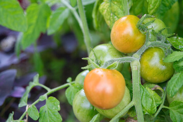 tomatoes in the garden