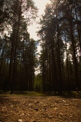 path in the forest