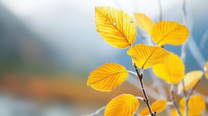 Obraz premium Autumn Leaves Branch Macro