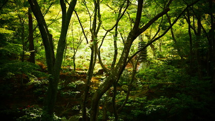 A beautiful Japanese garden near Kyoto (Japan)