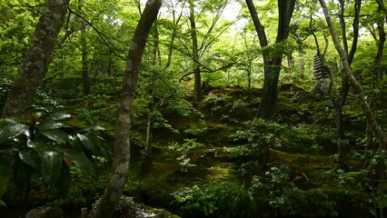 A beautiful Japanese garden near Kyoto (Japan)