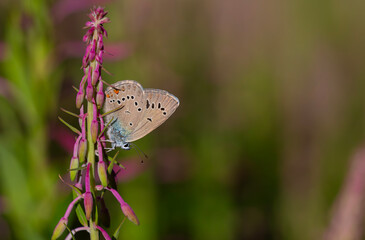 small butterfly with blue wings, Greek Mazarine Blue, Polyommatus bellis