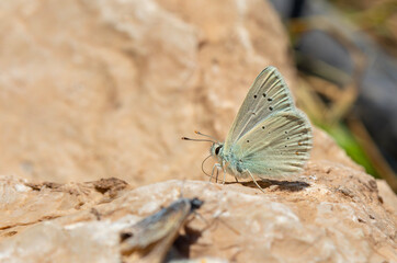 pale butterfly with light blue wings, Polyommatus isauricus