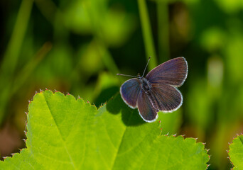 tiny butterfly on grass, Small Blue, Cupido minimus
