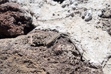 Lizard
