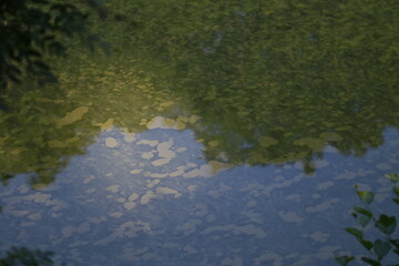 Reflet dans l'eau