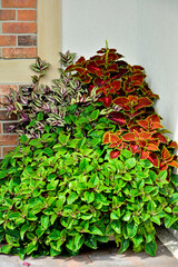 kompozycja roślin doniczkowych do cienia, kolorowe rośliny doniczkowe na tarasie, Komarzyca, Plectranthus Nico, Koleus Blumego Plectranthus scutellarioides, Trzykrotka pasiasta, Tradescanti Zebrina, 