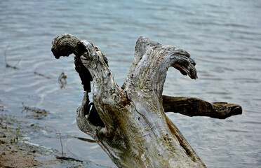 drewno na plaży na tle morza, kawałek drwena na plaży, malowniczy pejzaż nadmorski, log on the sand on the sea shore, beach scene with a large log and sand © kateej