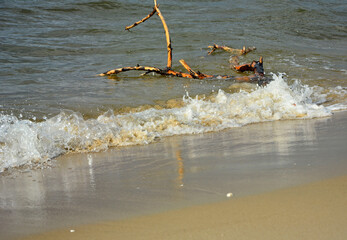 drewno na plaży na tle morza, kawałek drwena na plaży, malowniczy pejzaż nadmorski, log on the sand on the sea shore, beach scene with a large log and sand © kateej