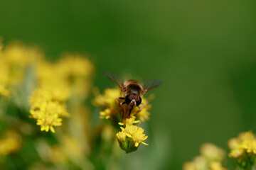 Abeille au travail