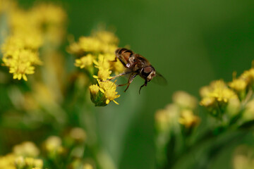Abeille au travail