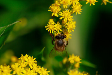 Abeille au travail
